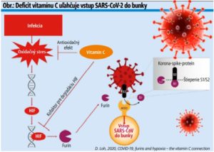 Obr.: Deficit vitamínu C uľahčuje vstup SARS-CoV-2 do bunky